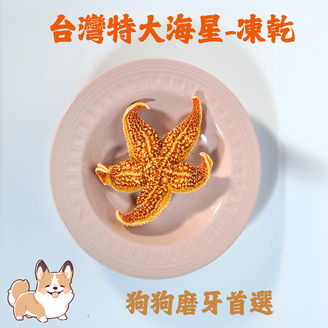 台灣特大海星凍乾 - 狗狗磨牙首選 - Dcdogcatsnack